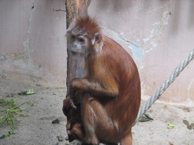 Javan lutung