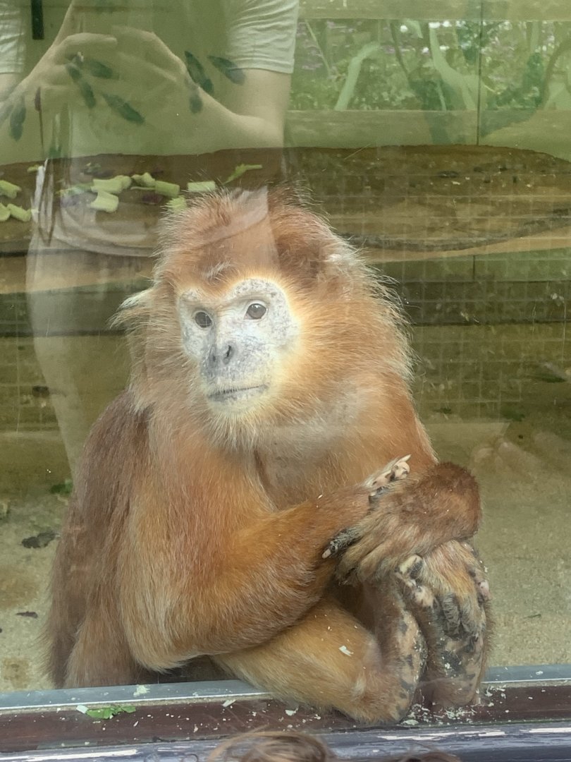 Javan lutung