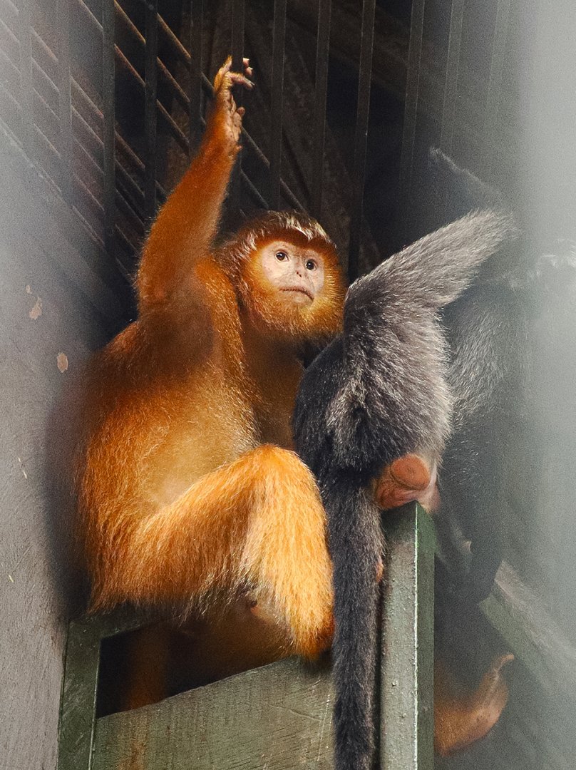 Javan lutung