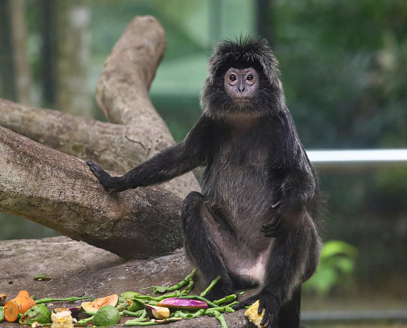 Javan lutung