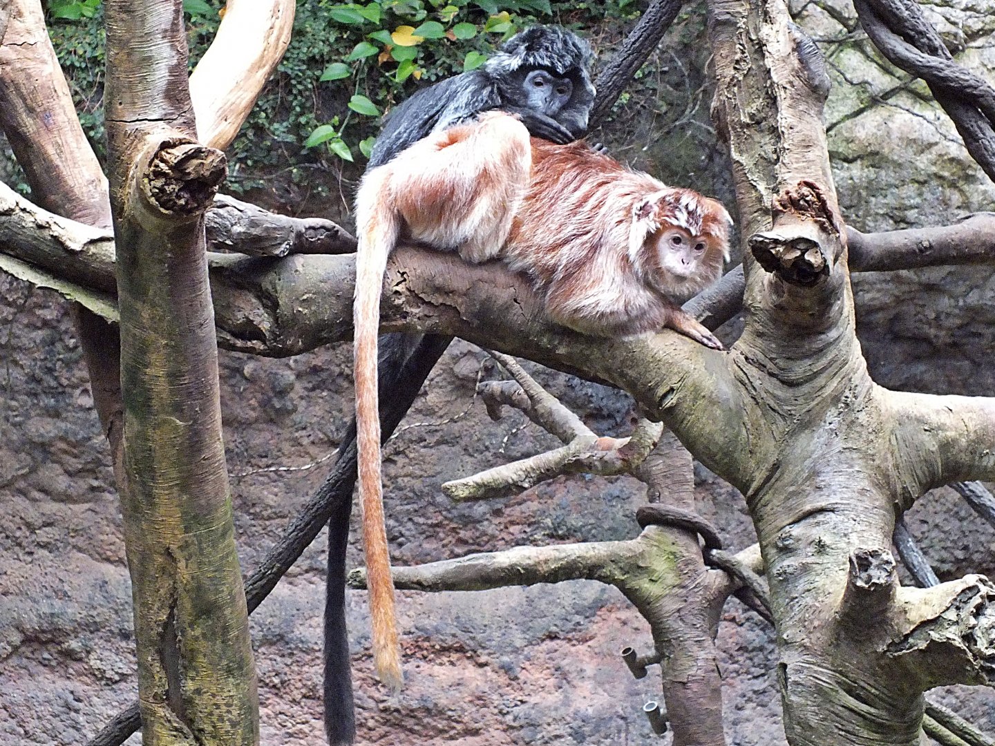 Javan lutungs (black and golden phases)