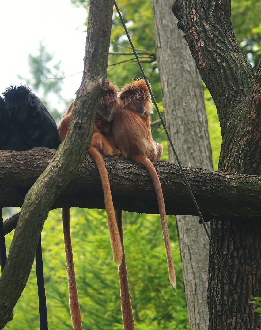 Javan lutungs (Trachypithecus auratus), 2007-09-16