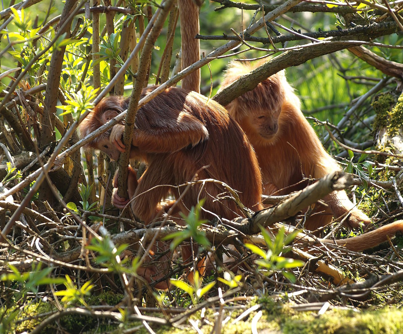 Javan Lutungs (Trachypithecus auratus), 2010-04-18