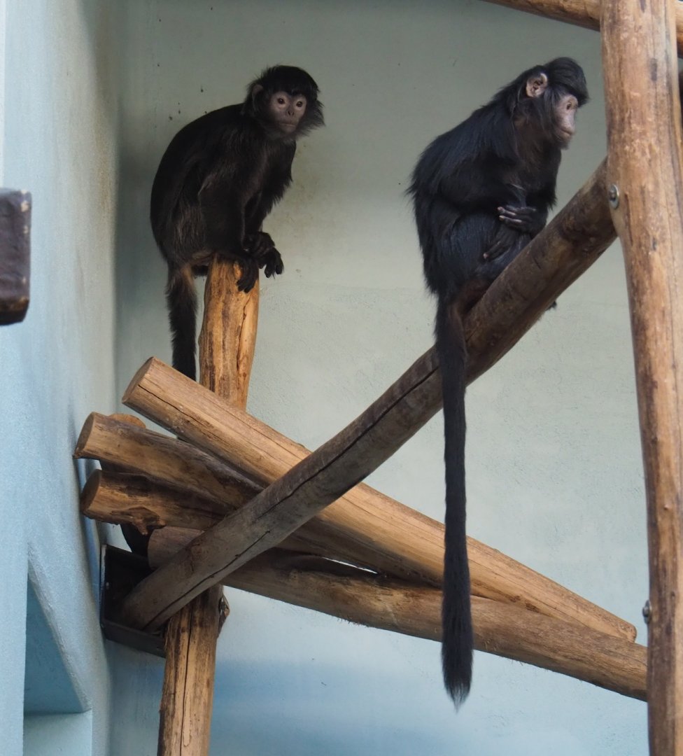 Javan lutungs (Trachypithecus auratus), Feb 27th, 2019