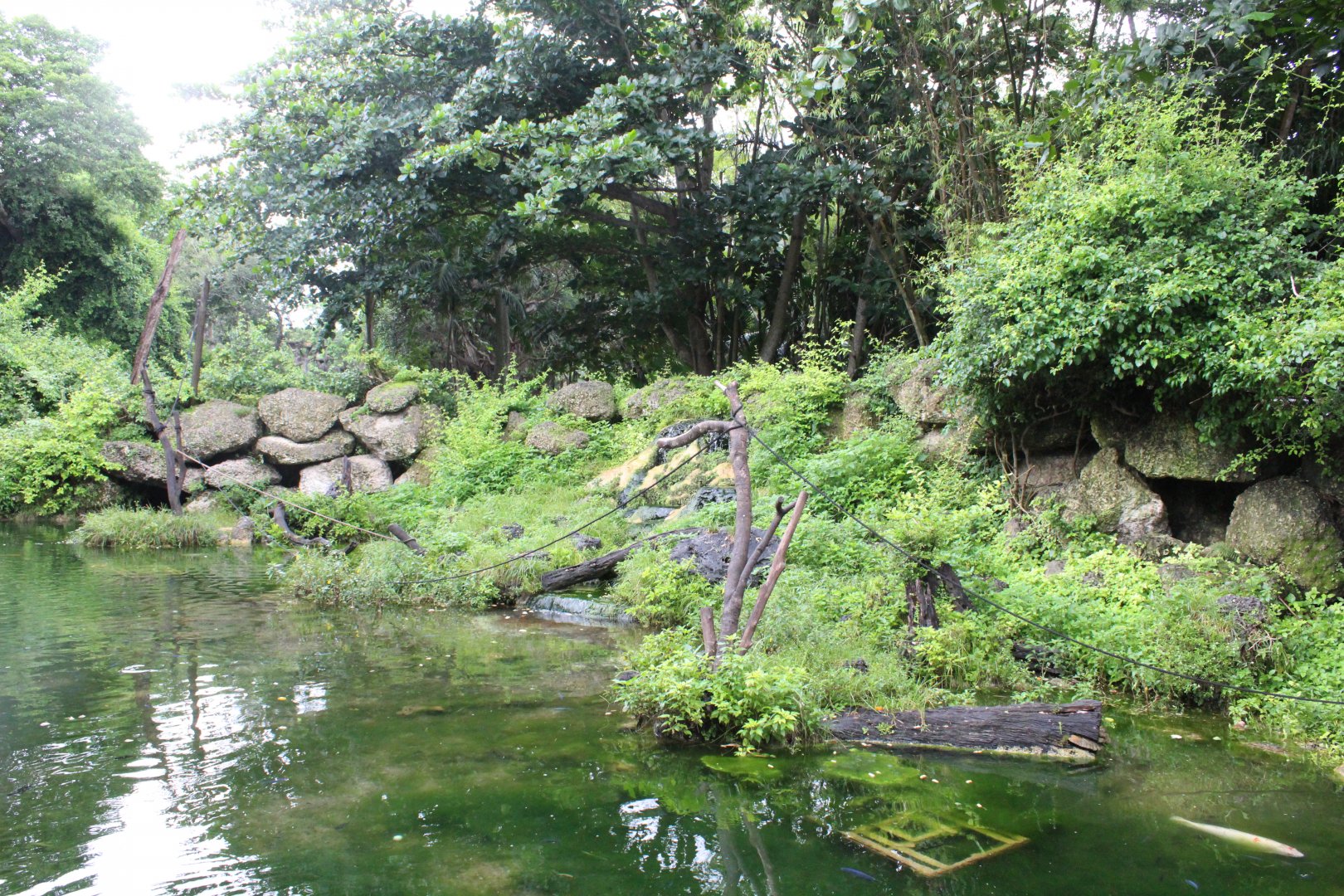 Javan Macaque Exhibit