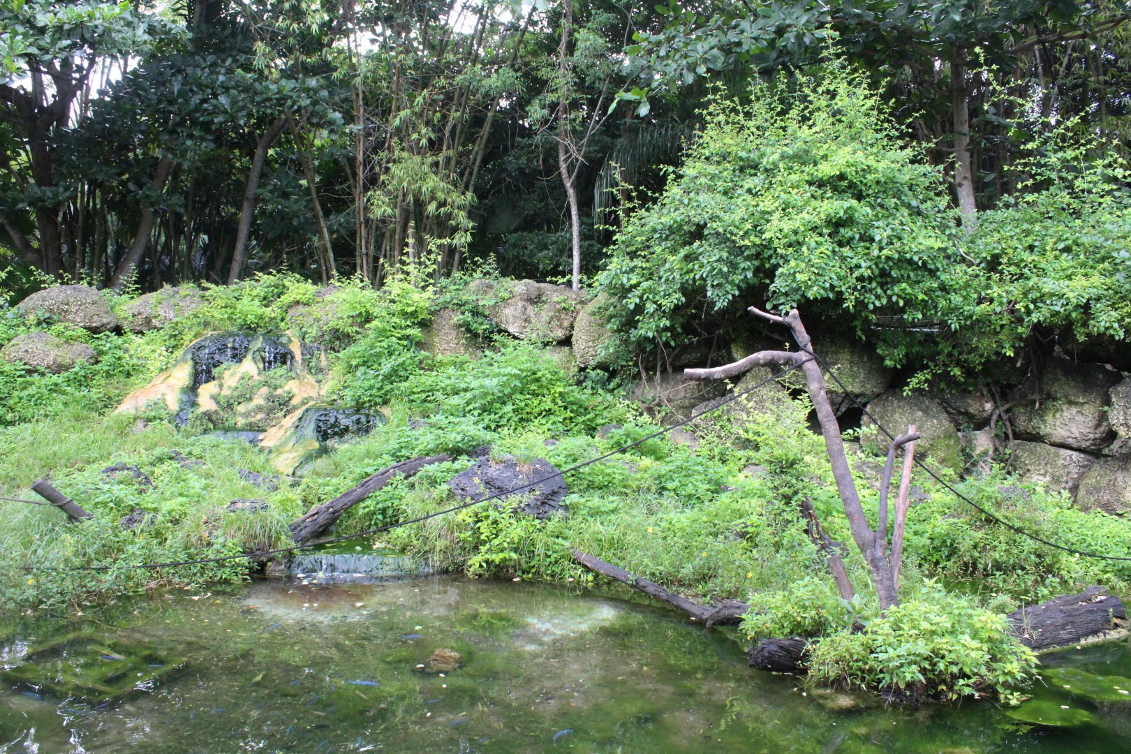 Javan Macaque Exhibit