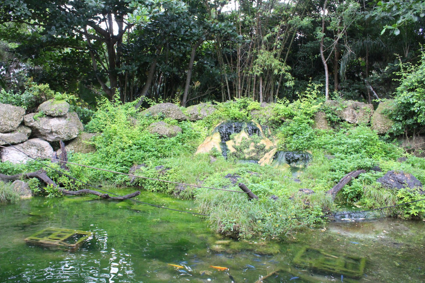 Javan Macaque Exhibit