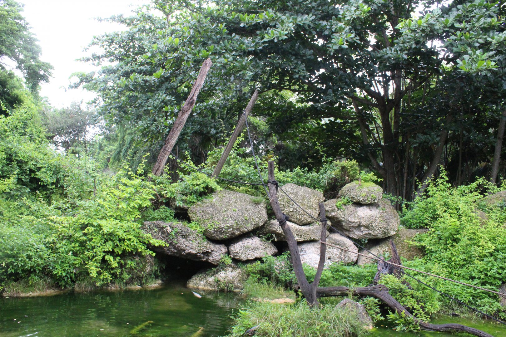 Javan Macaque Exhibit