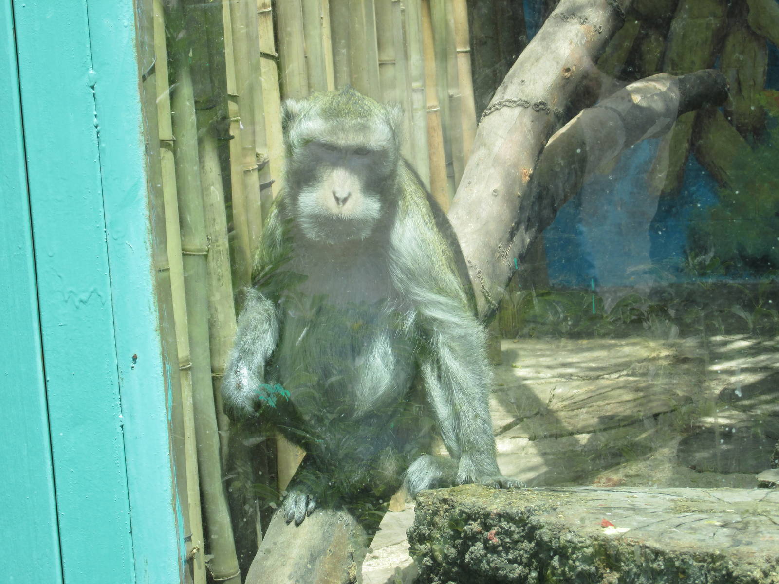 javan macaque san juan de aragon zoo