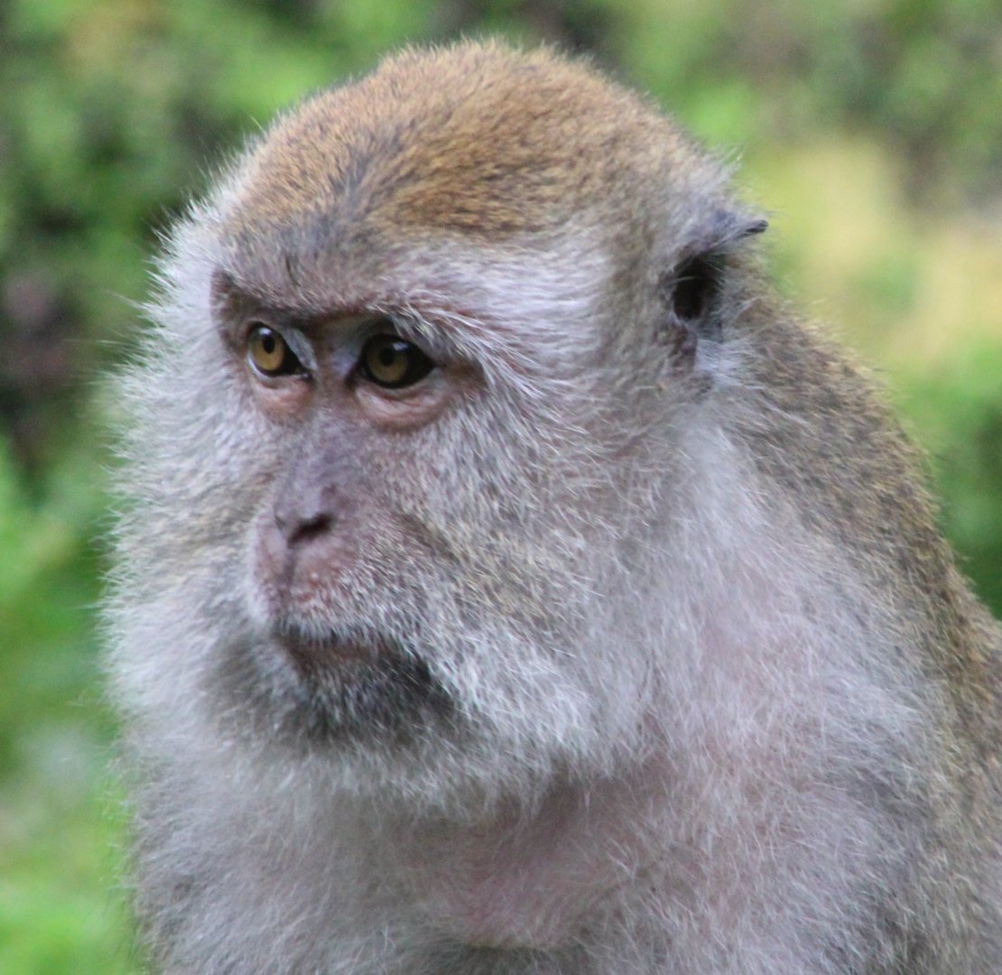 Javan Macaque