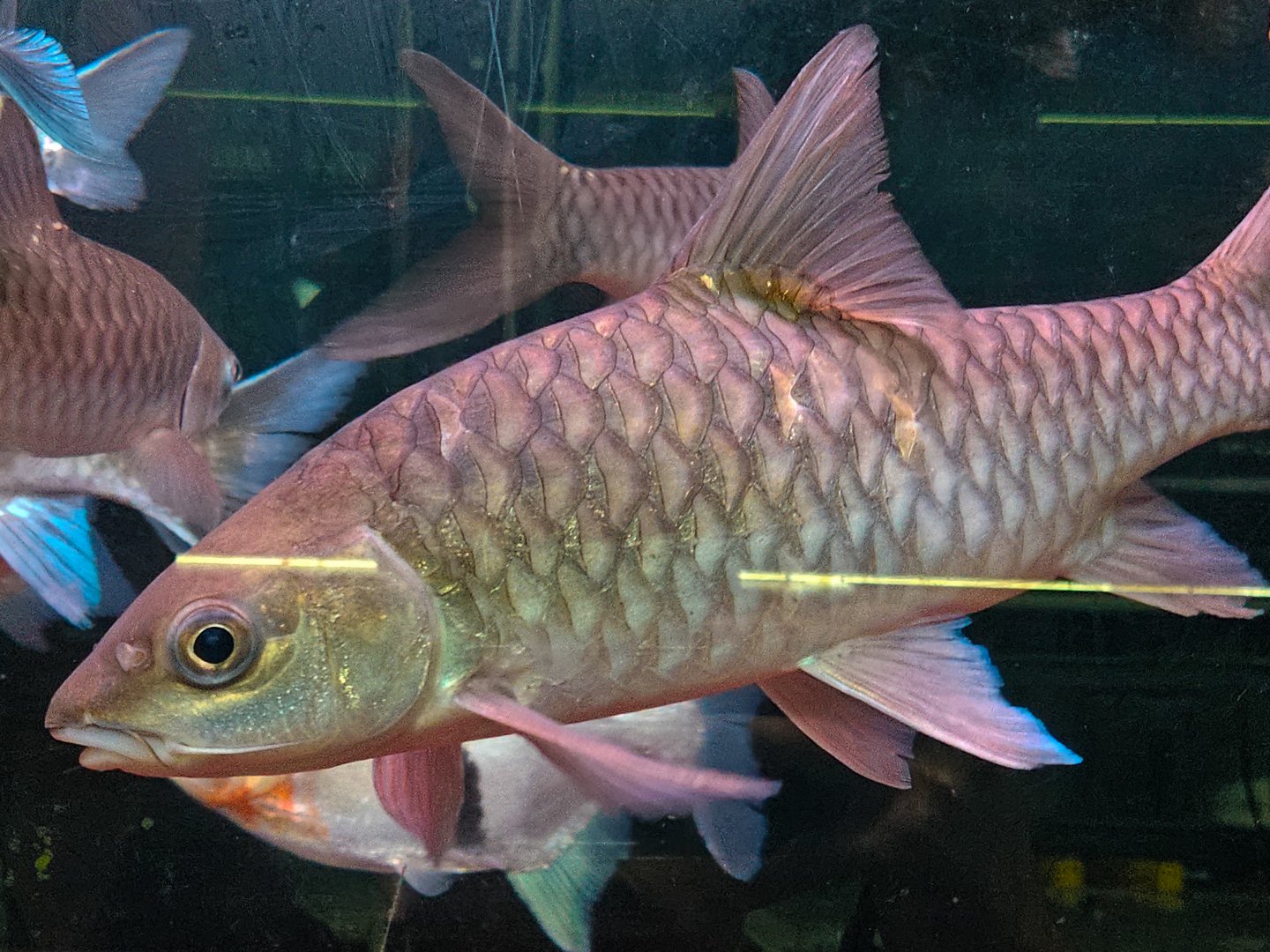 Javan Mahseer (Tor tambra)