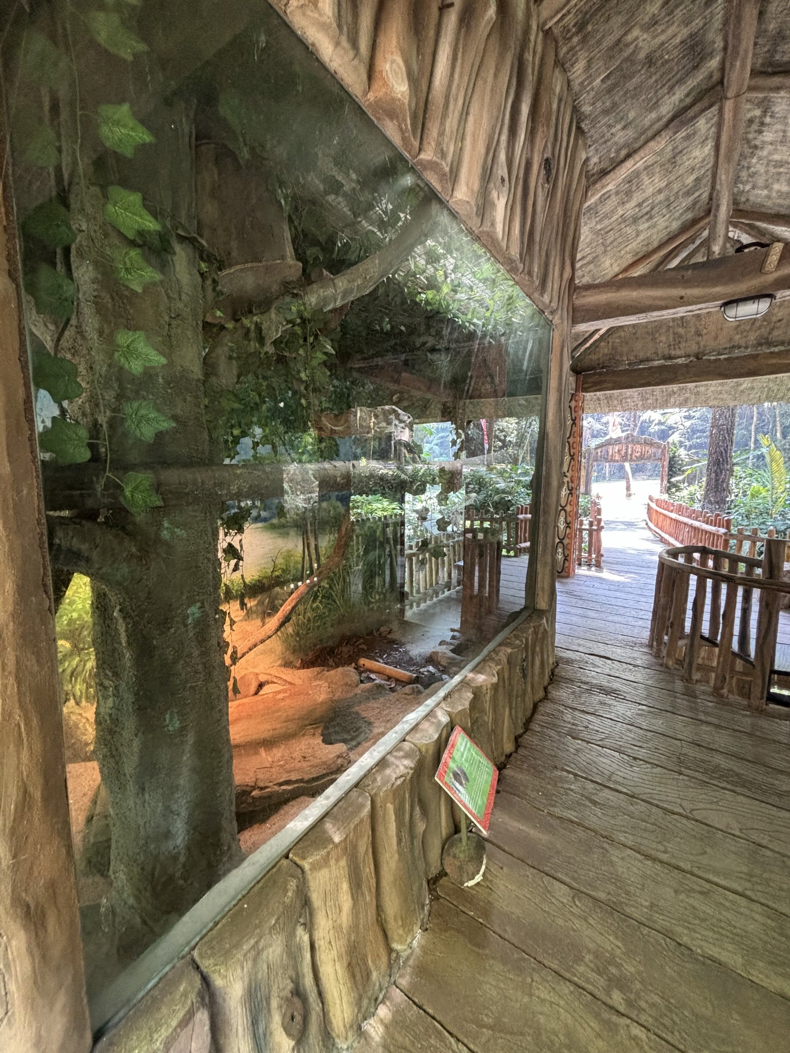 Javan Mongoose Exhibit - Sumatran subspecies