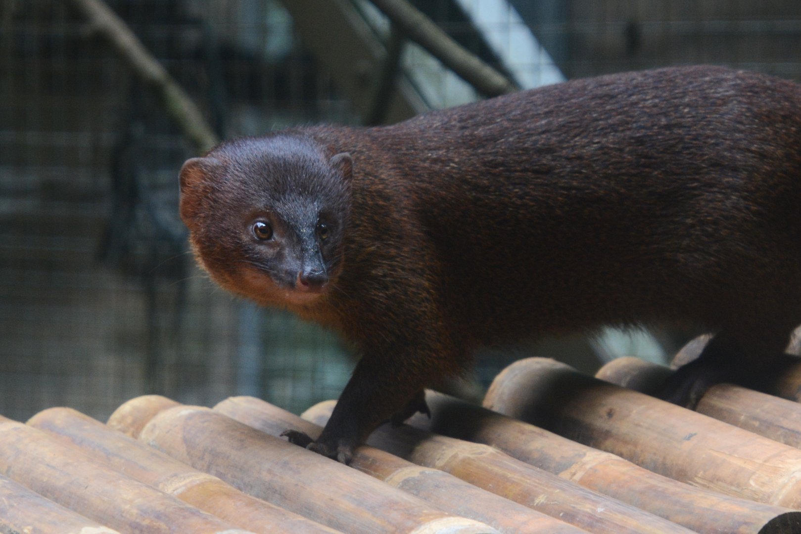 Javan mongoose (Herpestes javanicus javanicus)