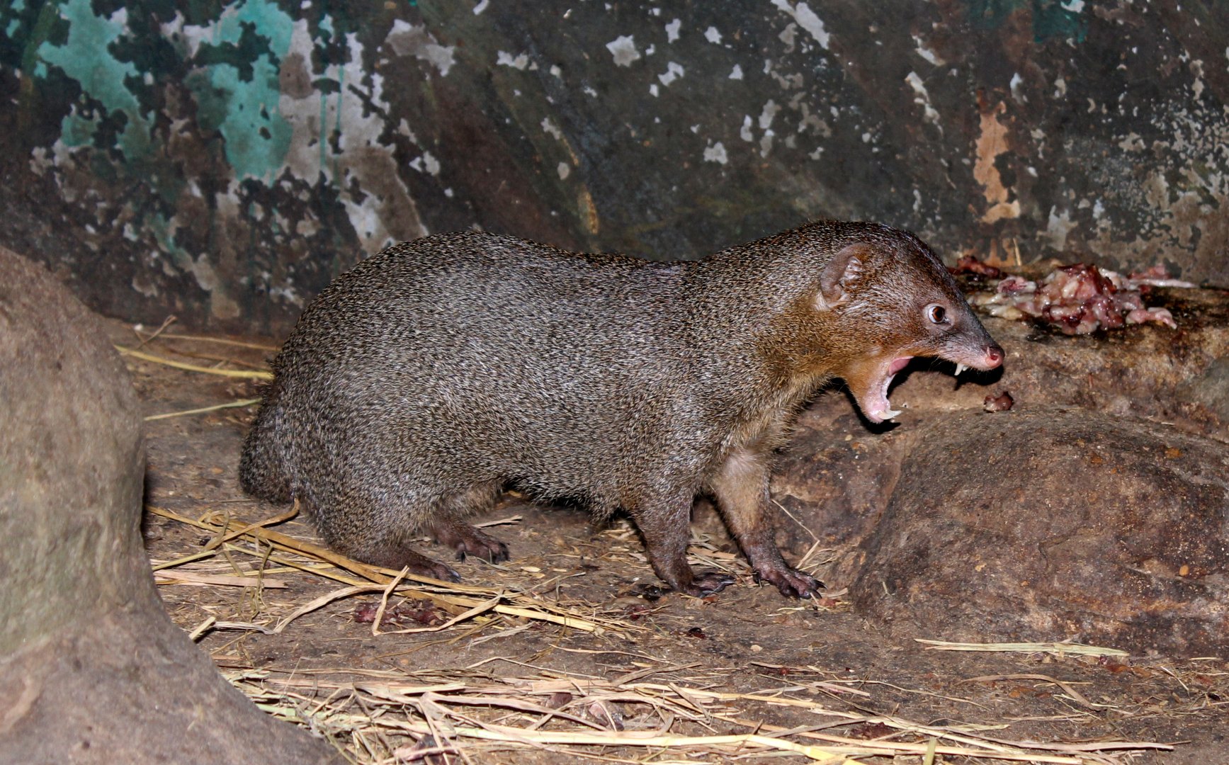 Javan mongoose (Herpestes javanicus)
