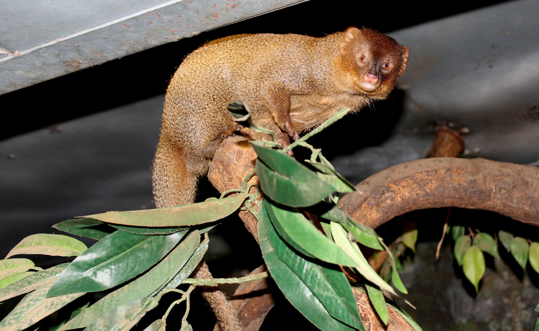 Javan mongoose (Herpestes javanicus)