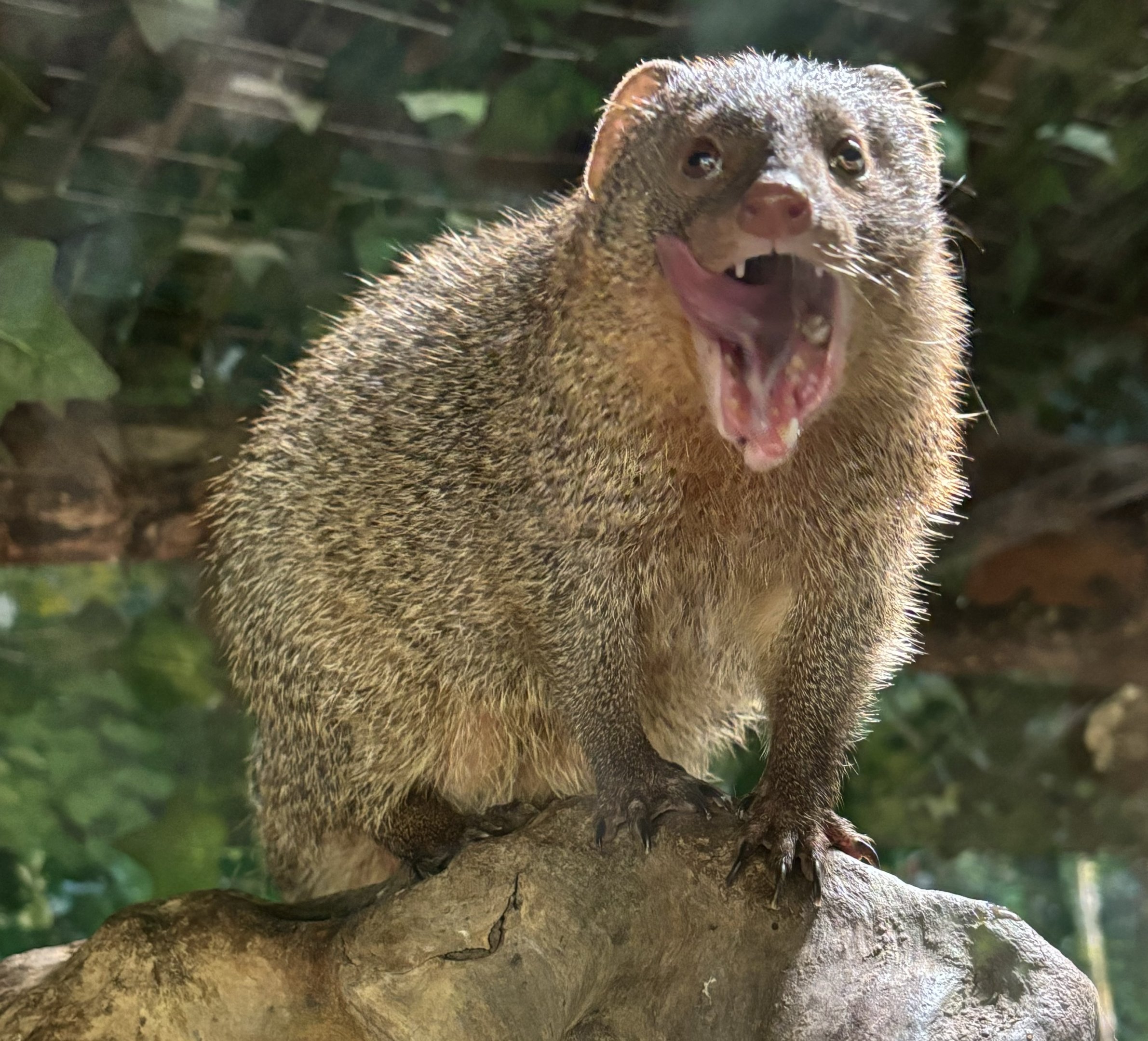 Javan Mongoose - Sumatran subspecies