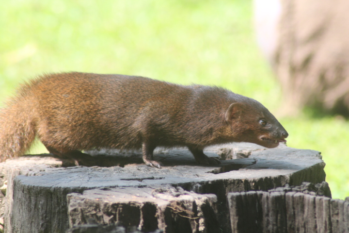 Javan mongoose (Urva javanica javanica)
