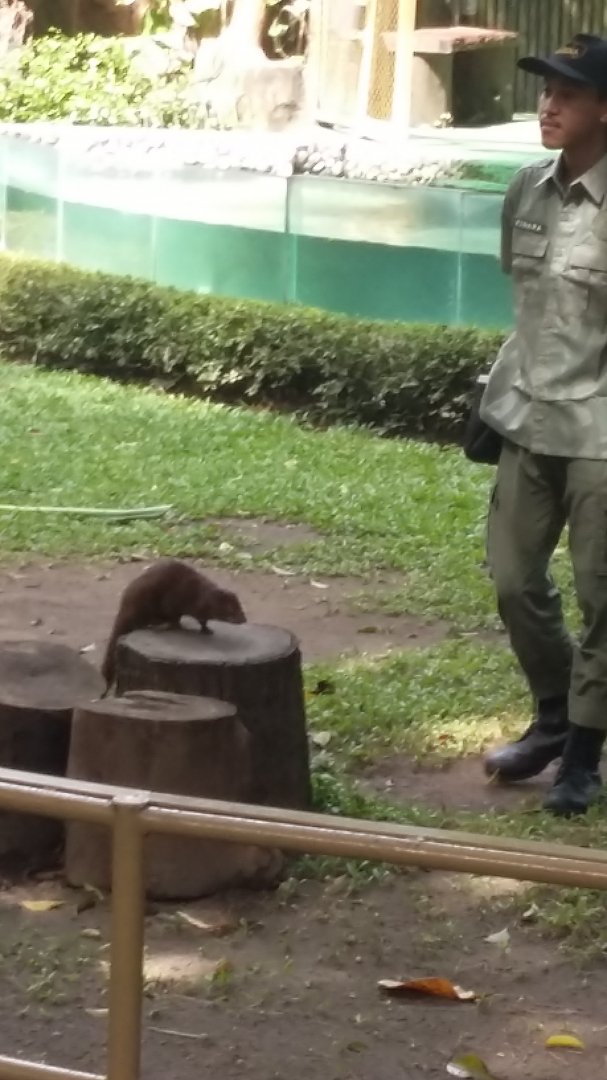 Javan mongoose (Urva javanica)