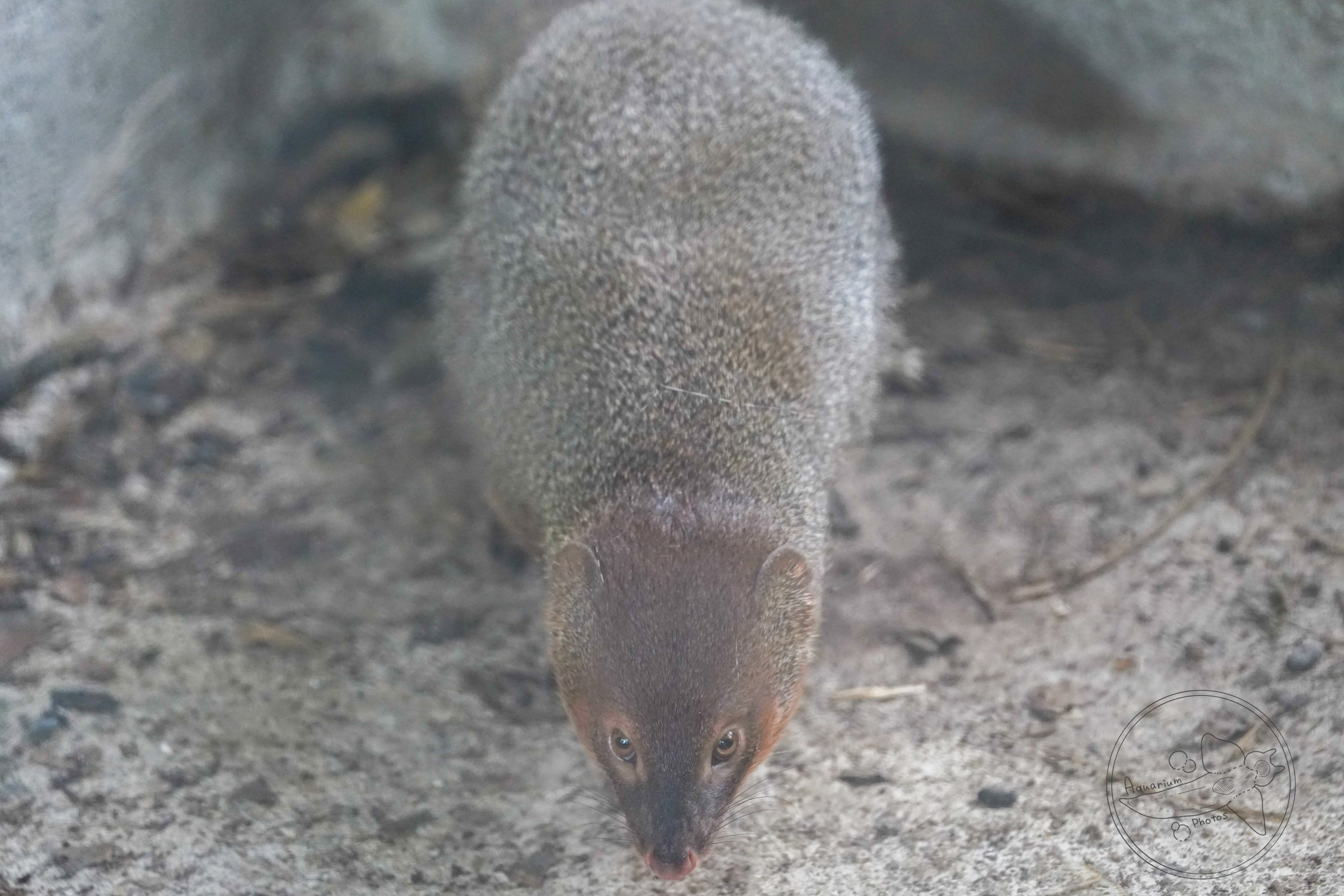 Javan mongoose (Urva javanica)
