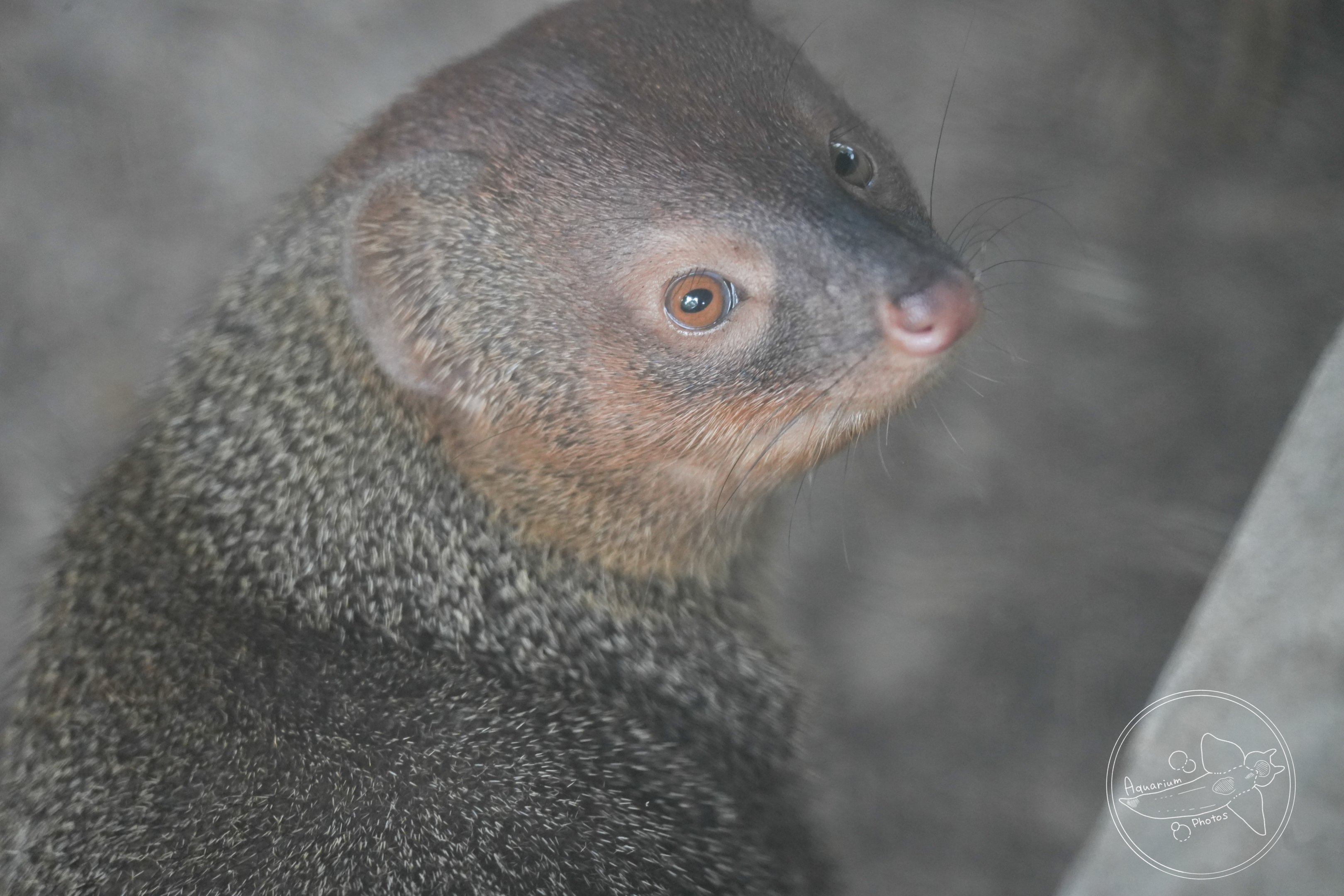 Javan mongoose (Urva javanica)