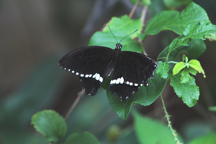 Javan mormon (Papilio polytes javanus) - Aviary Park