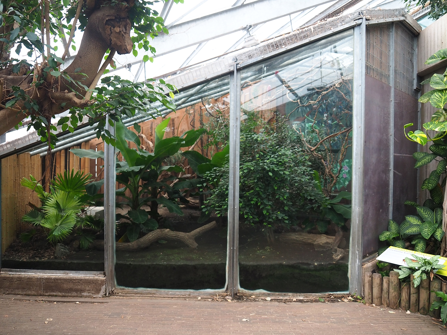 Javan mouse deer and Galah exhibit, 2023-08-17