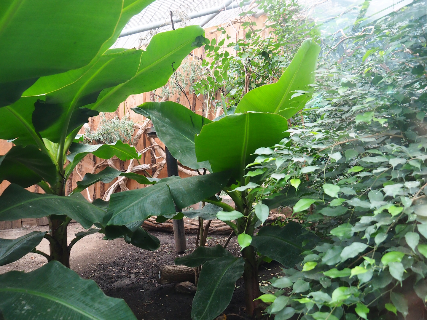 Javan mouse deer and Galah exhibit, 2023-08-17