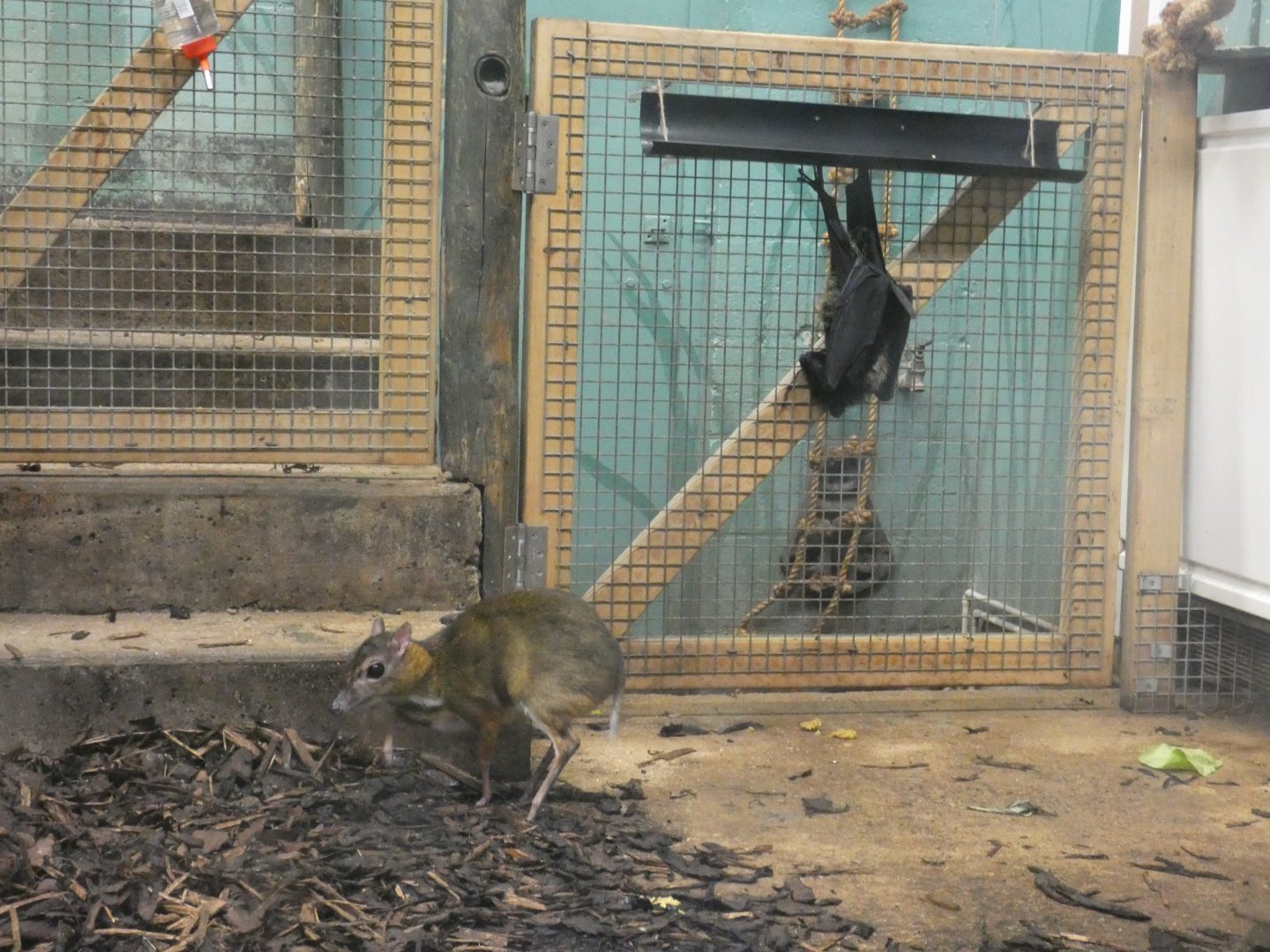 Javan mouse deer and Livingstone's fruit bat