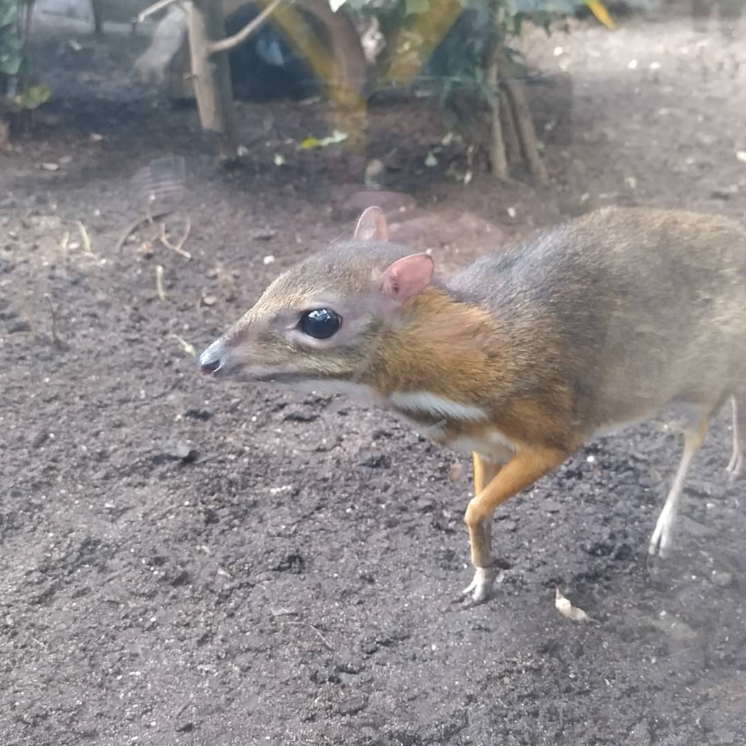 Javan mouse deer at ouwehands