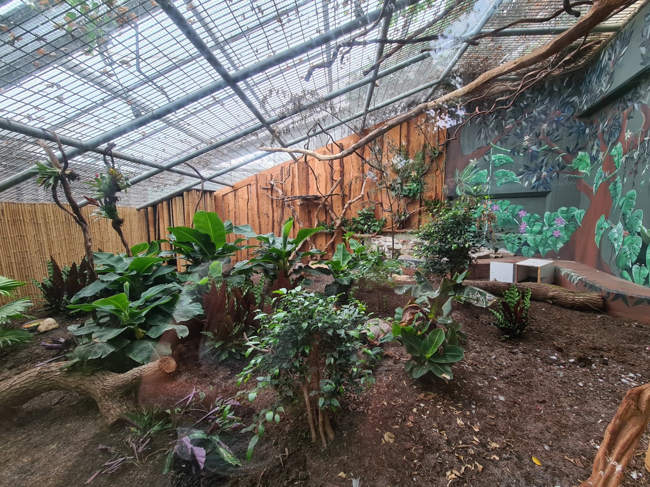 Javan mouse deer enclosure overview