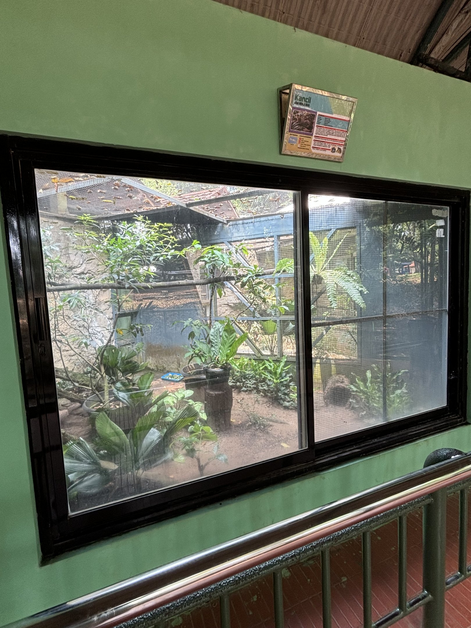 Javan Mouse Deer Exhibit #2