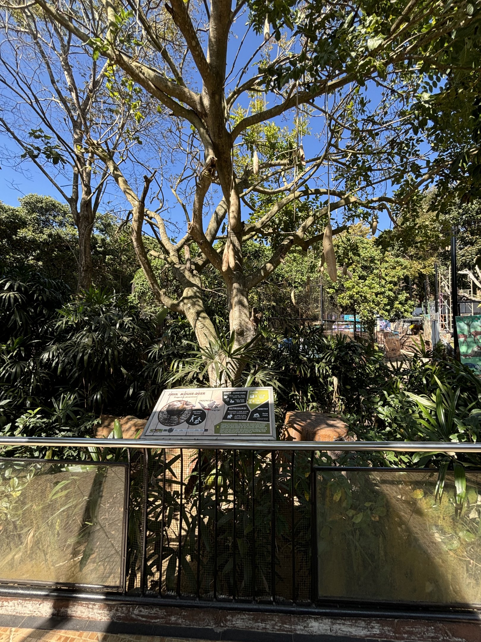 Javan Mouse-deer Exhibit