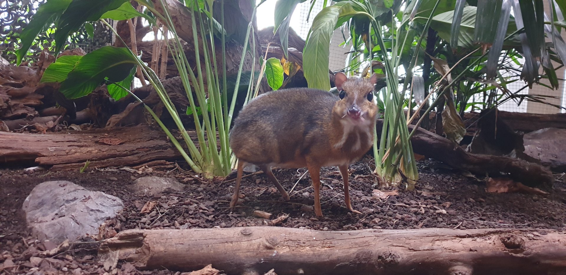 Javan mouse deer,  Kaeng Krachan