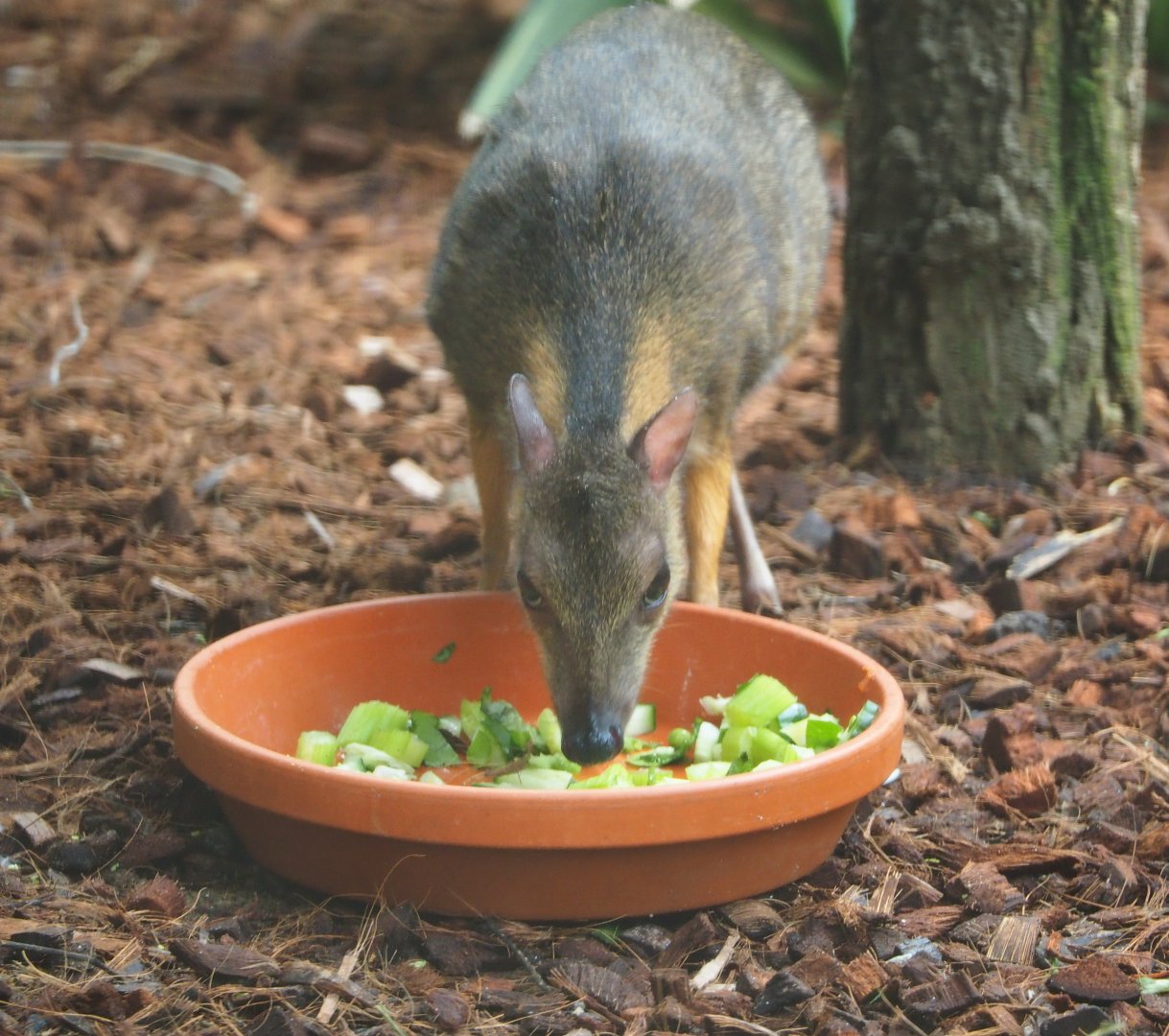 Javan mouse deer (Tragulus javanicus), 2019-10-05