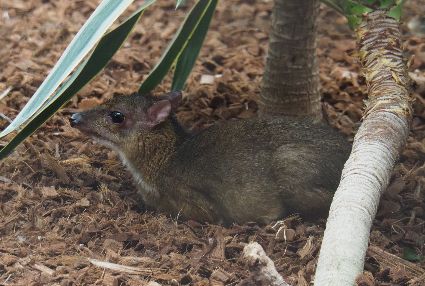 Javan mouse deer  (Tragulus javanicus), 2020-09-03