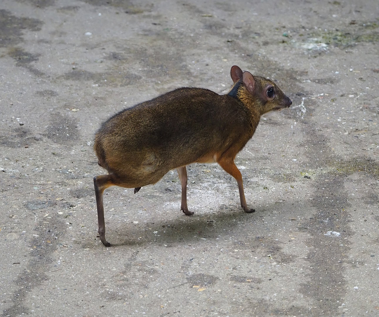 Javan mouse deer (Tragulus javanicus), 2022-08-28