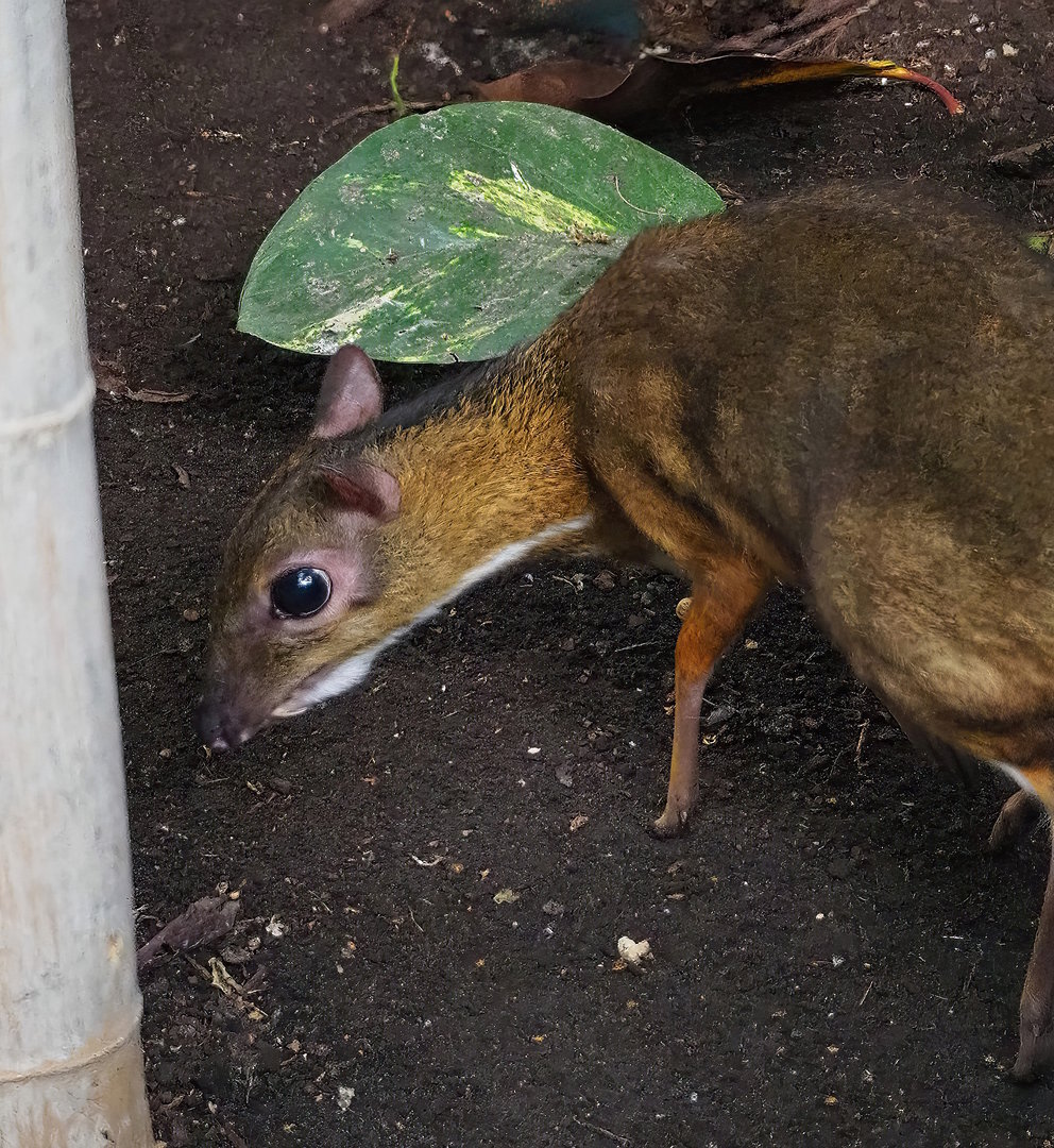 Javan mouse deer (Tragulus javanicus), 2022-08-28