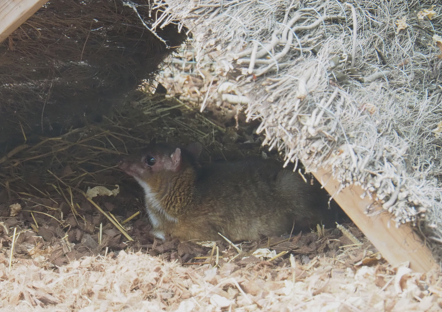 Javan mouse deer  (Tragulus javanicus), 2022-09-15