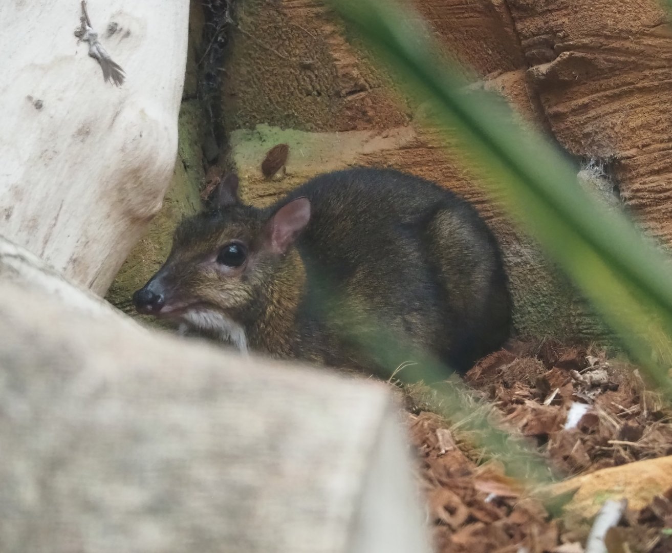 Javan mouse deer (Tragulus javanicus), 2023-10-13