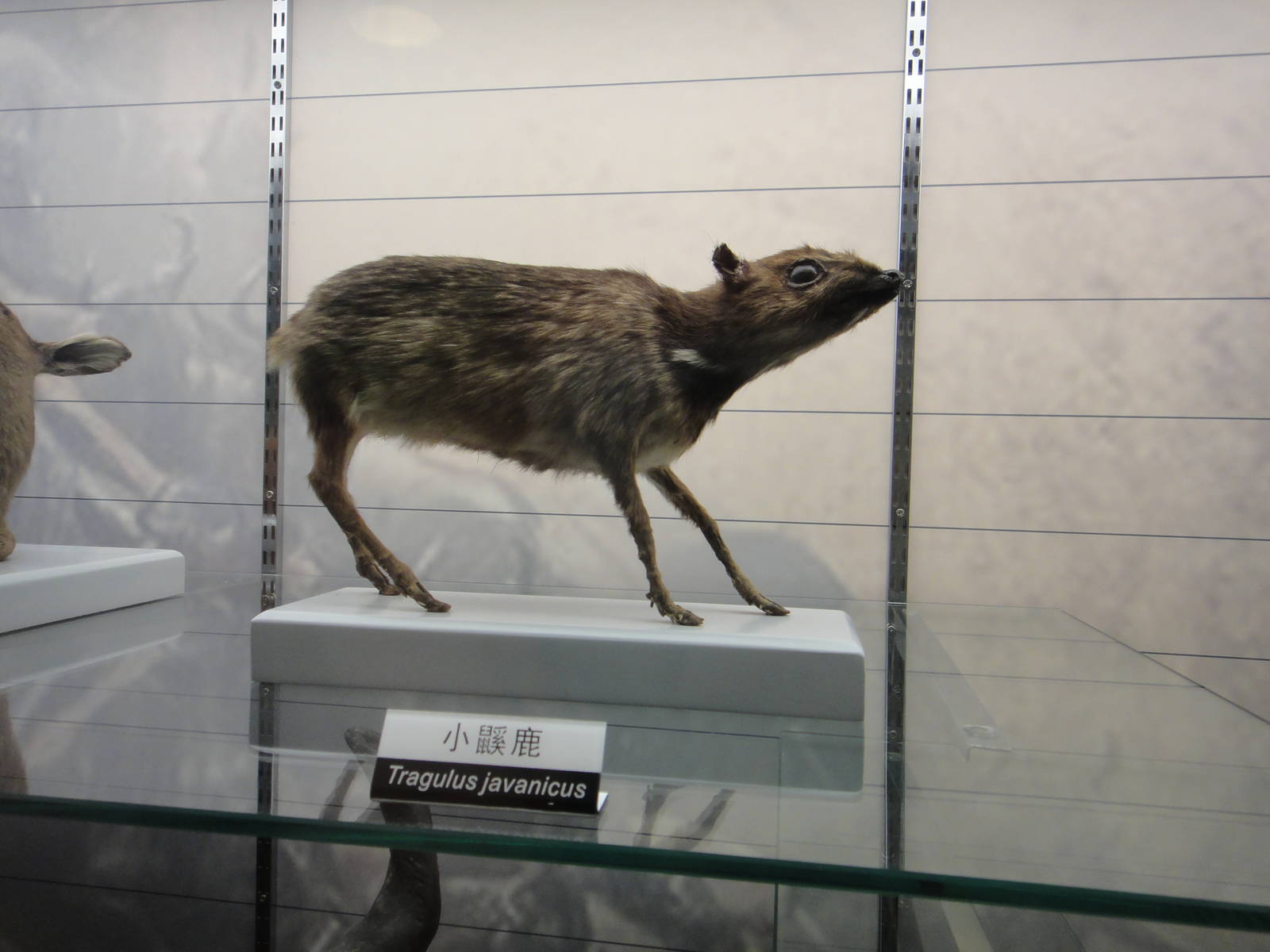 Javan mouse-deer (Tragulus javanicus)