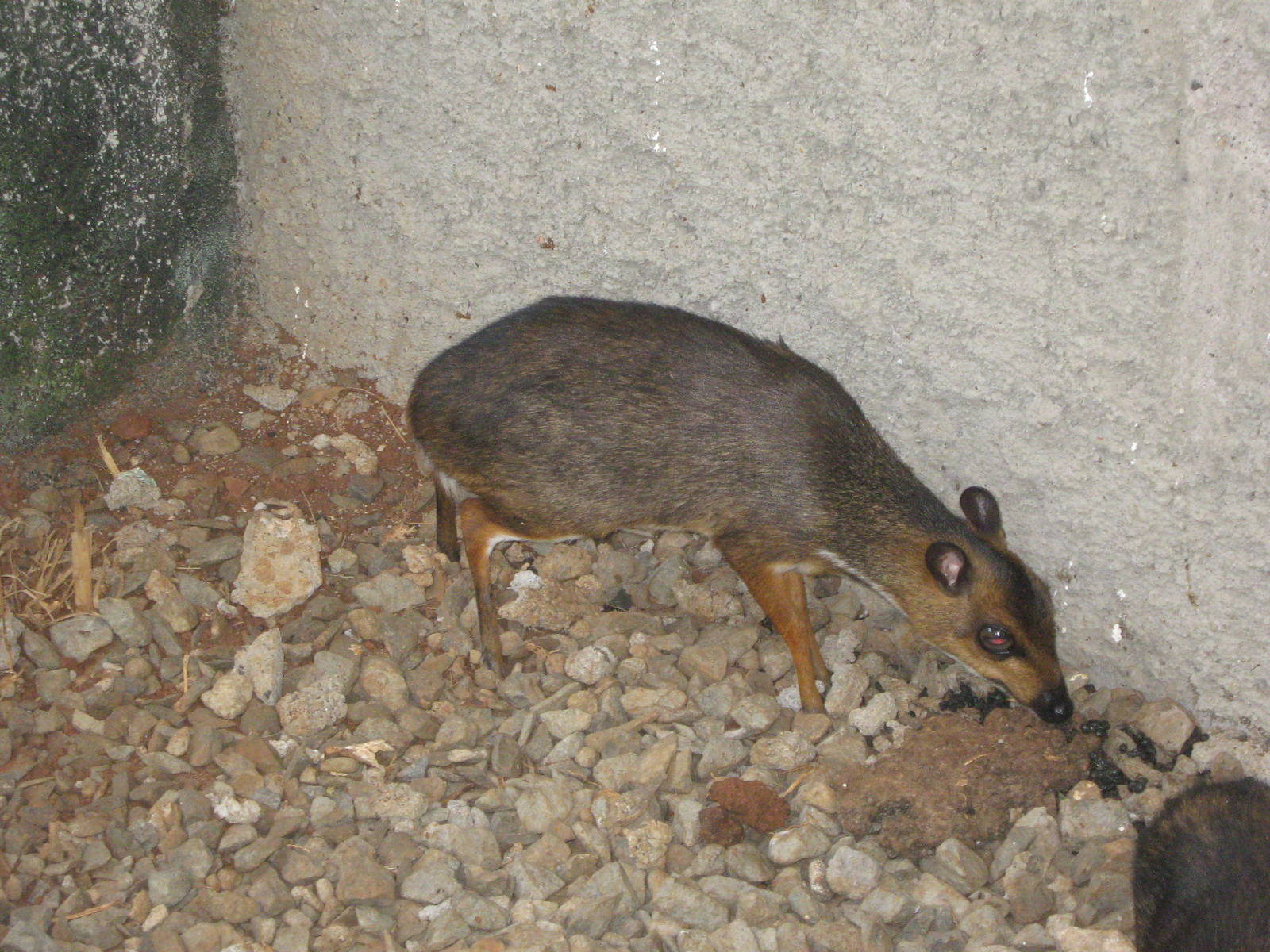 Javan mouse deer (Tragulus javanicus)