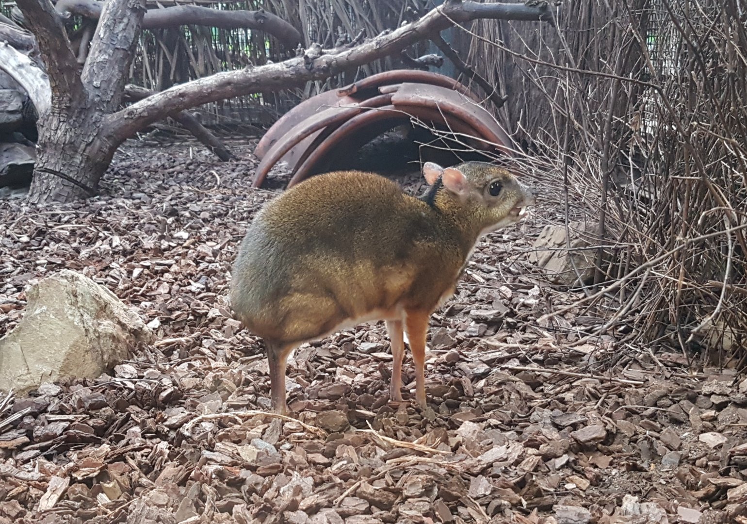 Javan mouse deer