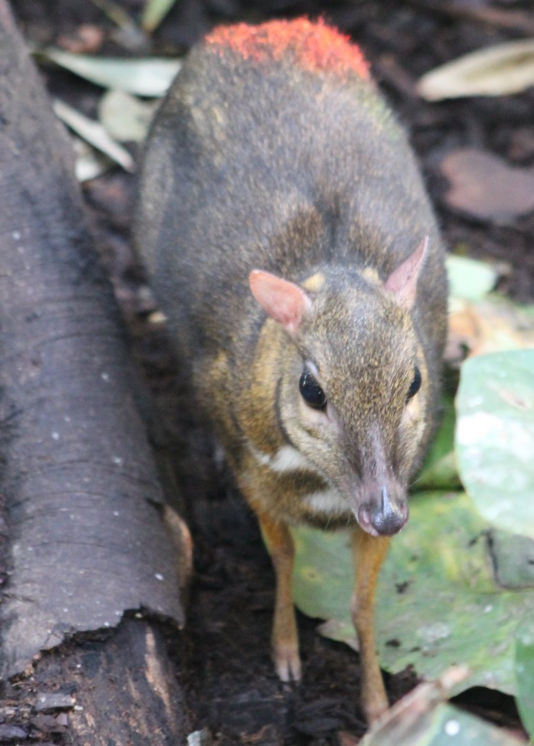 Javan mouse deer
