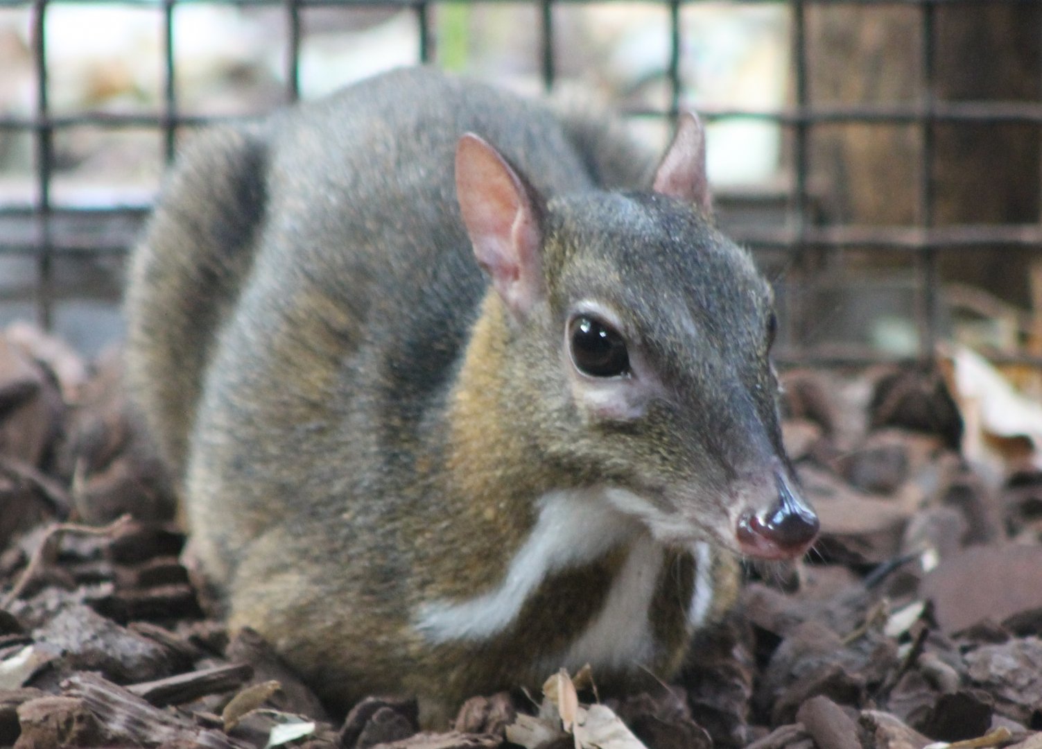 Javan mouse deer