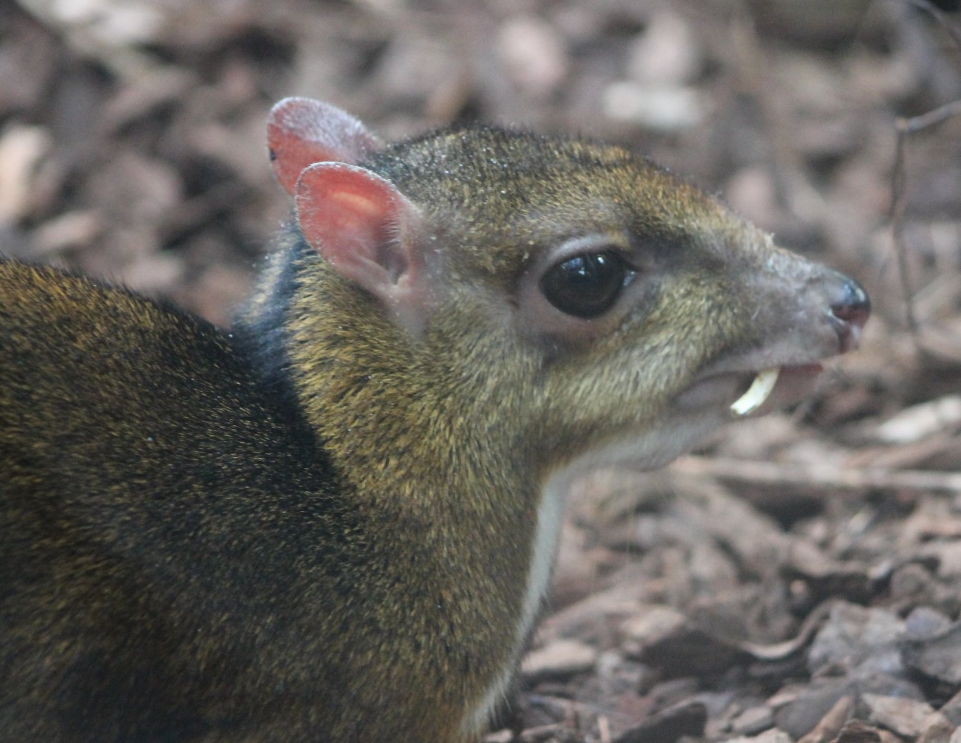 Javan mouse-deer