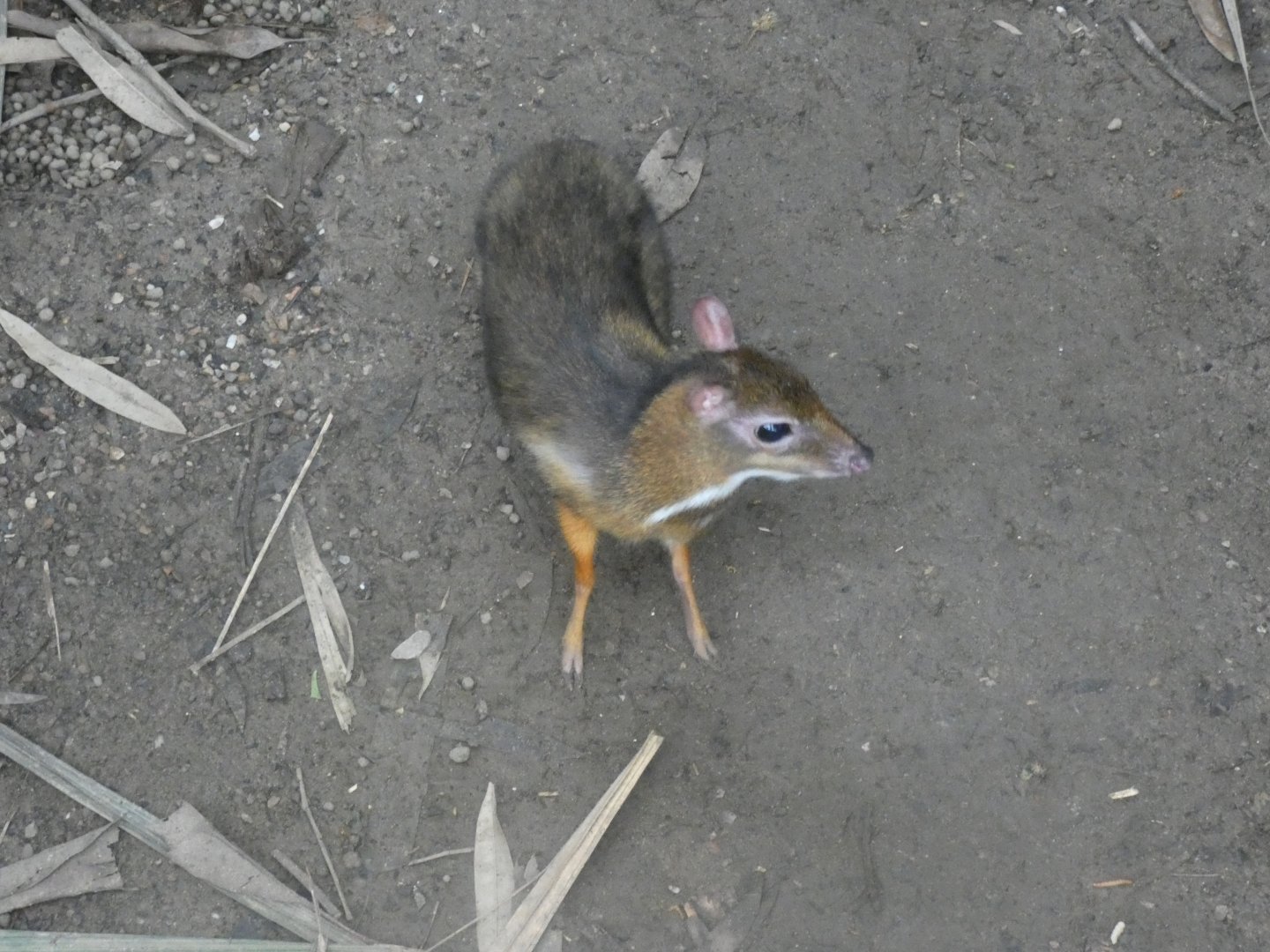 Javan Mouse Deer