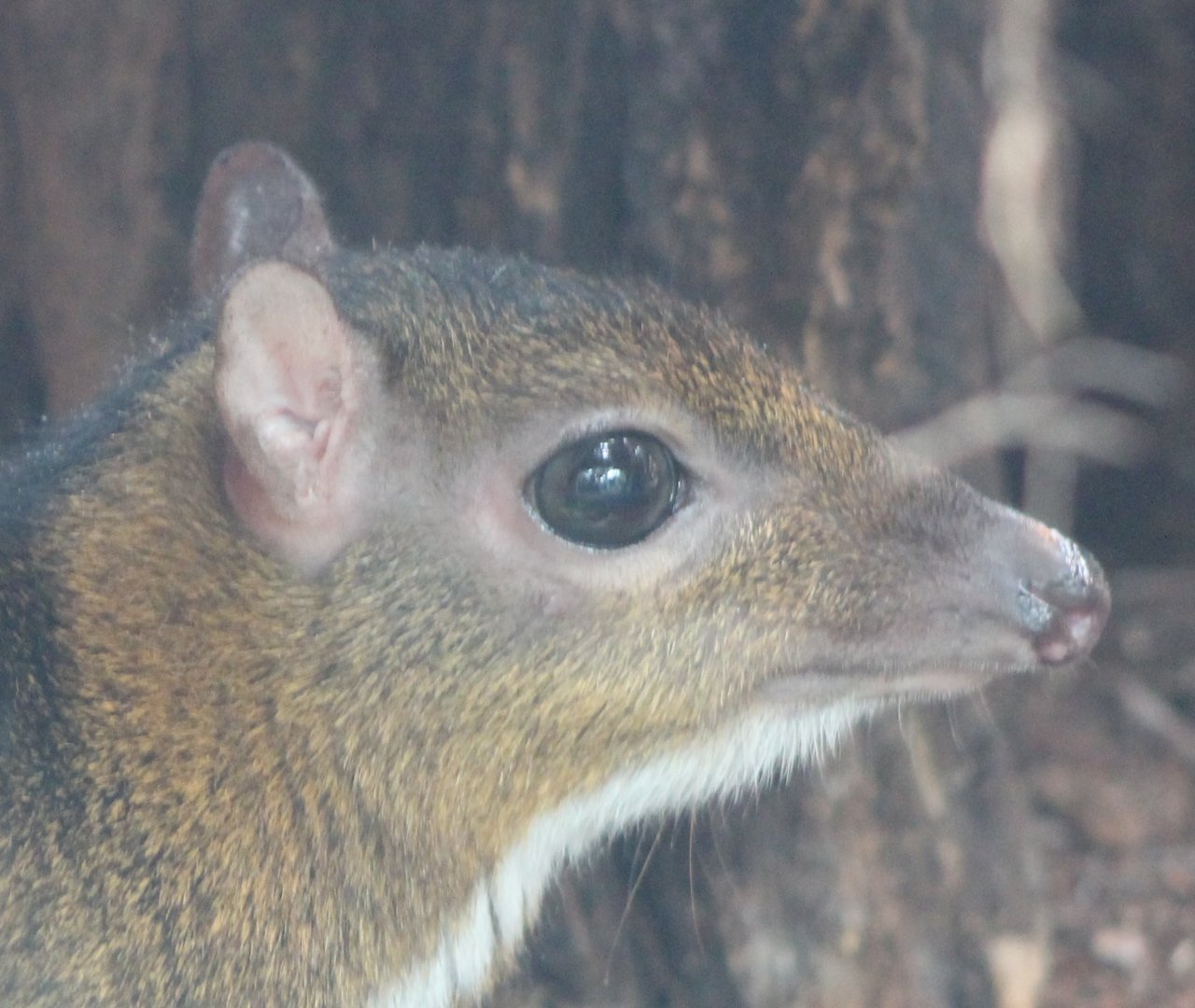 Javan mouse deer