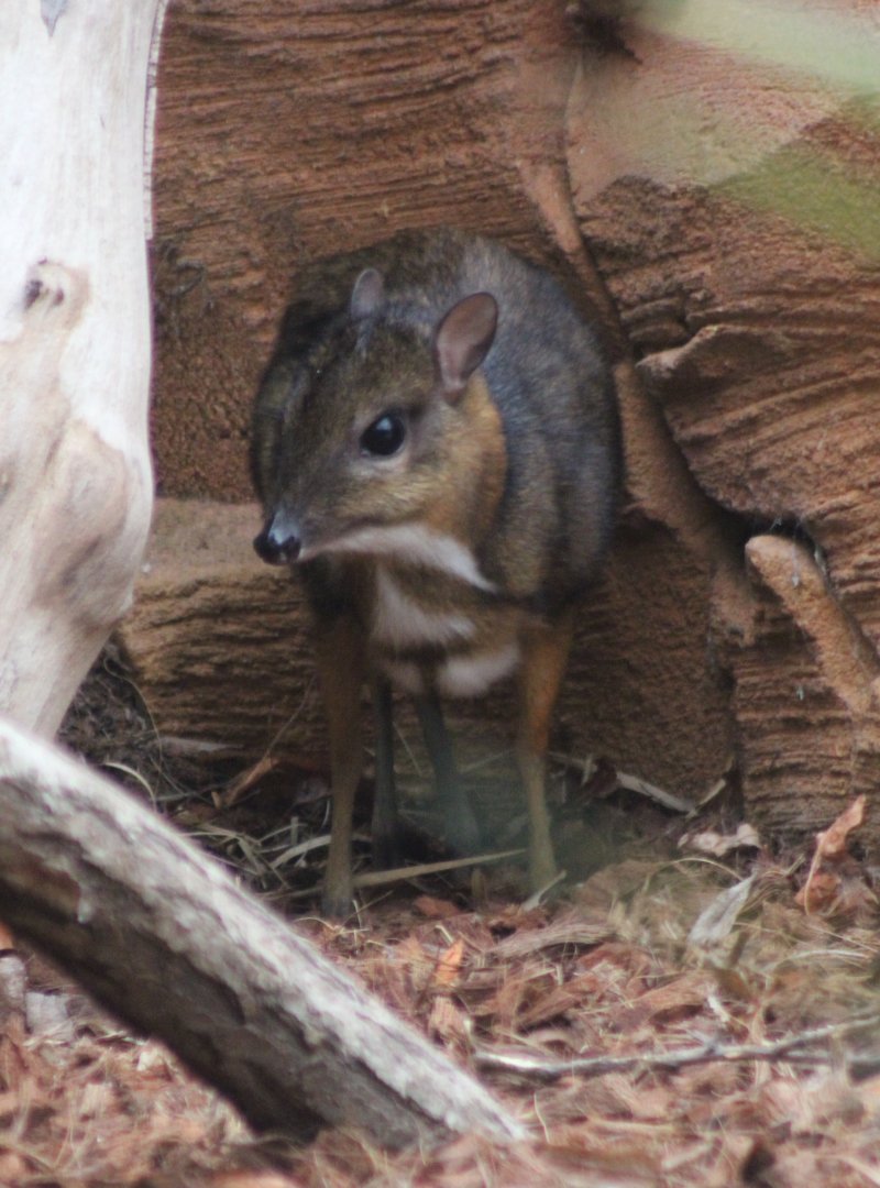 Javan mouse-deer