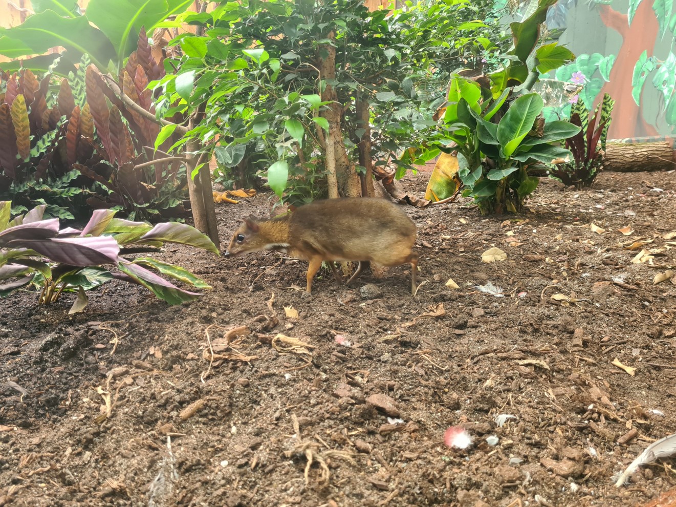 Javan mouse deer