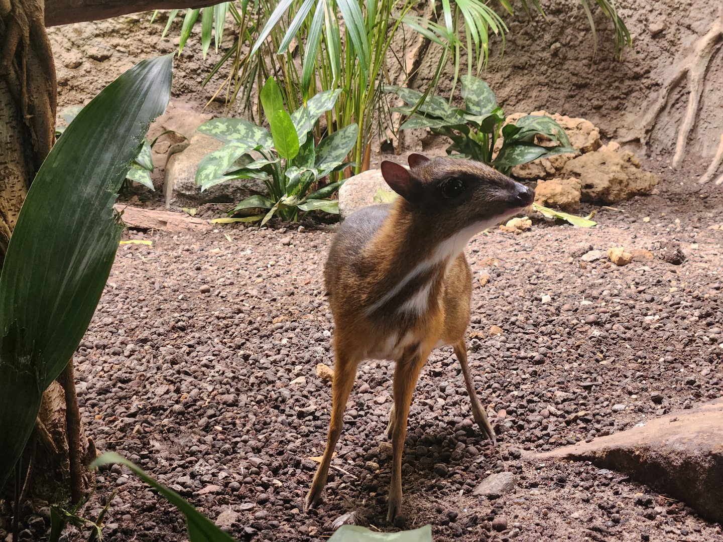 Javan Mouse Deer